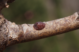 Cochenille coccidae (lecanine)